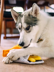 Pet-play-jouet-peluche-chien-InternationalClassic-fish-n-chips