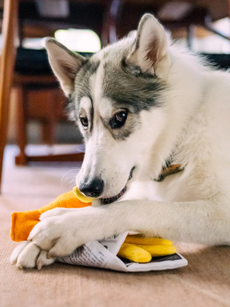 Pet-play-jouet-peluche-chien-InternationalClassic-fish-n-chips