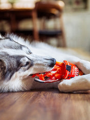 Pet-play-jouet-peluche-chien-InternationalClassic-noodles