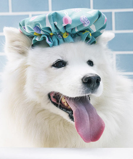 Pet-play-jouet-peluche-chien-SplishSplash-Howlin_-Shower-Quack