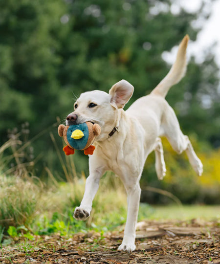 Pet-play-jouet-peluche-chien-balle-a-picot-Barnyard-Buddies-canard