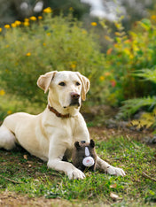 Pet-play-jouet-peluche-chien-balle-a-picot-Barnyard-Buddies-cheval-1