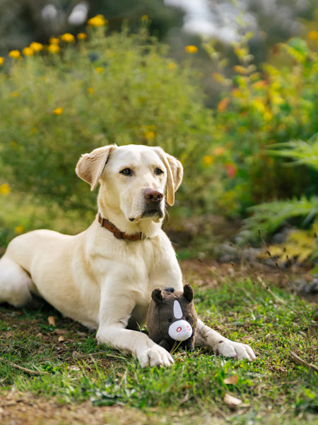 Pet-play-jouet-peluche-chien-balle-a-picot-Barnyard-Buddies-cheval-1