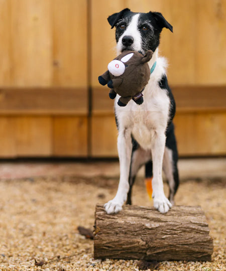 Pet-play-jouet-peluche-chien-balle-a-picot-Barnyard-Buddies-cheval-1