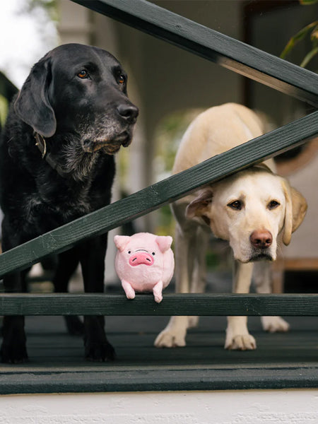 Pet-play-jouet-peluche-chien-balle-a-picot-Barnyard-Buddies-cochon