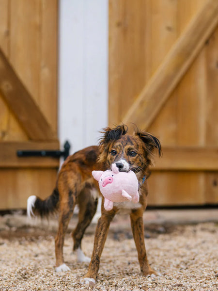 Pet-play-jouet-peluche-chien-balle-a-picot-Barnyard-Buddies-cochon