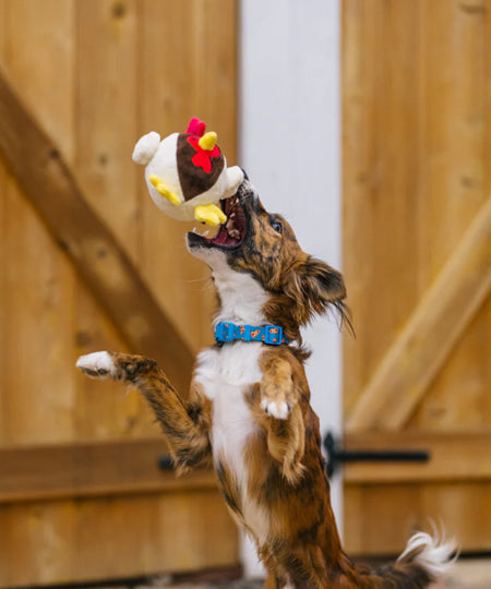 Pet-play-jouet-peluche-chien-balle-a-picot-Barnyard-Buddies-dinde