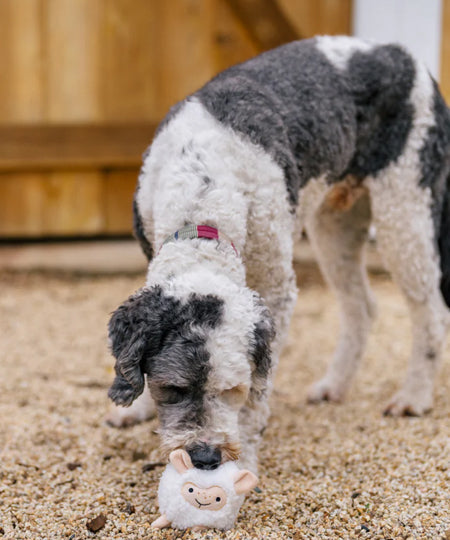 Pet-play-jouet-peluche-chien-balle-a-picot-Barnyard-Buddies-mouton