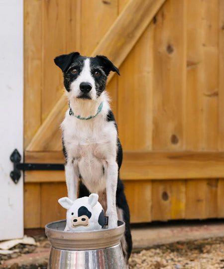 Pet-play-jouet-peluche-chien-balle-a-picot-Barnyard-Buddies-vache