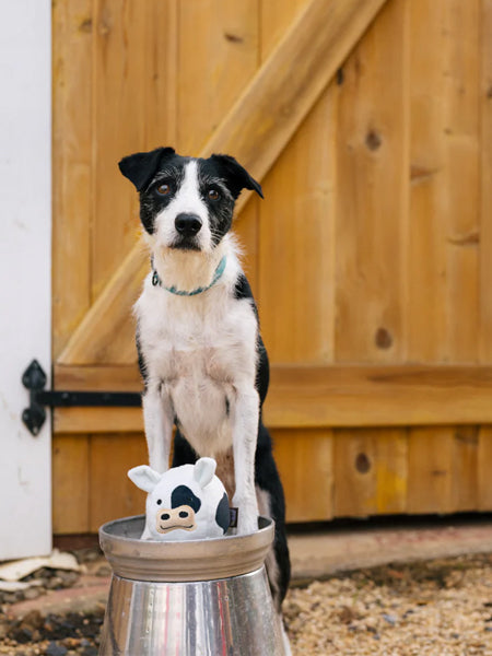 Pet-play-jouet-peluche-chien-balle-a-picot-Barnyard-Buddies-vache