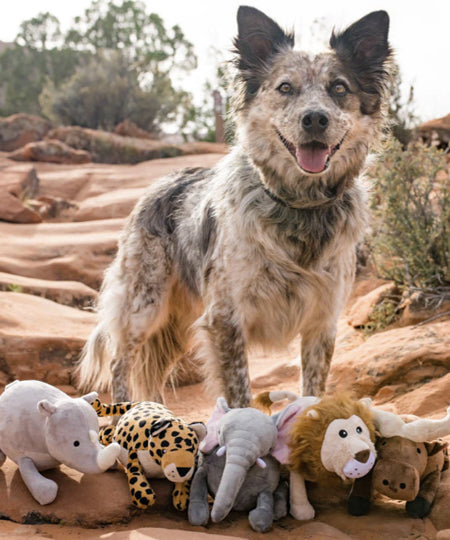 Pet-play-jouet-peluche-chien-big-five-of-africa-Leopard
