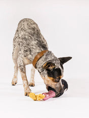 Pet-play-jouet-peluche-chien-bouteille-champagne-celebrate