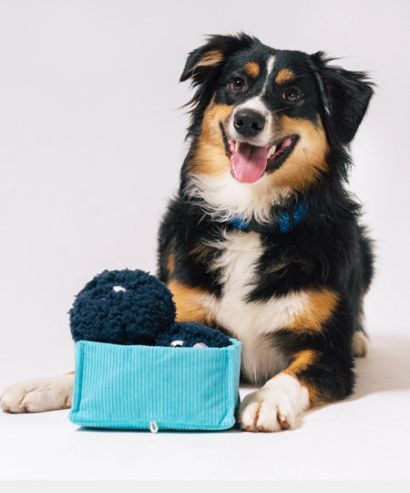 Pet-play-jouet-peluche-chien-farm-fresh-myrtille