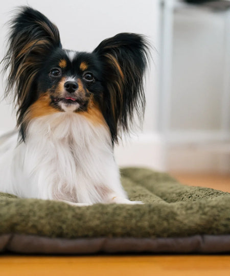 Pet-play-tapis-couchage-pour-chien-Chill-Pad-Canyon-Series-vert