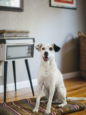 Pet-play-tapis-couchage-pour-chien-Chill-Pad-horizon-Series-woodland