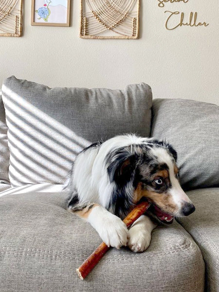 Pets-best-friandises-a-macher-pour-chien-bully-stick-40cm