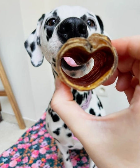 Pets-best-friandises-mastication-pour-chien-premium-trachee-cheval