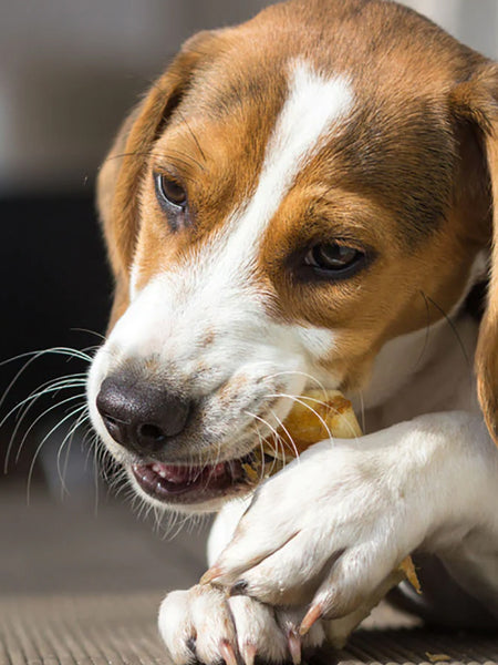 Pets-best-friandises-pour-chien-premium-cuir-chevelu-boeuf-extra-hard-15cm