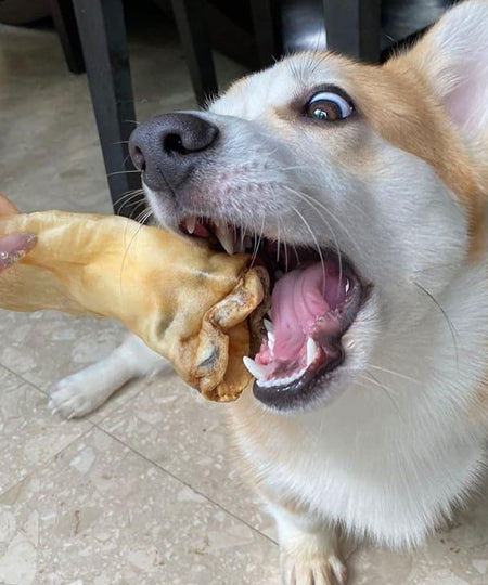 Pets-best-friandises-pour-chien-premium-oreille-de-cerf