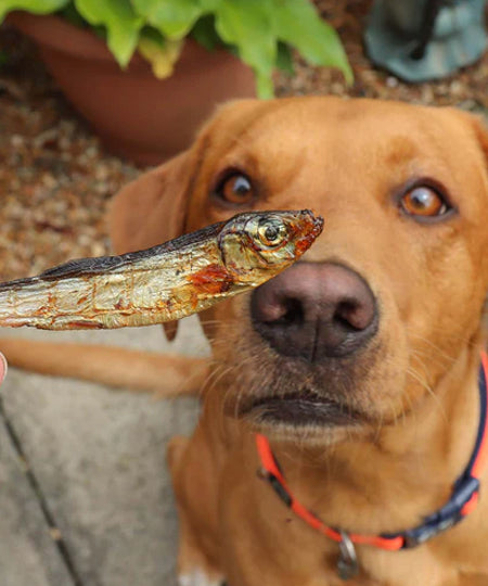 Pets-best-friandises-pour-chien-premium-sprats-poisson-sechee