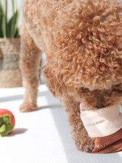 Pups-Bubs-peluche-fouille-pour-chien-sauce-tomate