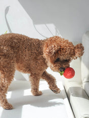 Pups-Bubs-peluche-fouille-pour-chien-sauce-tomate