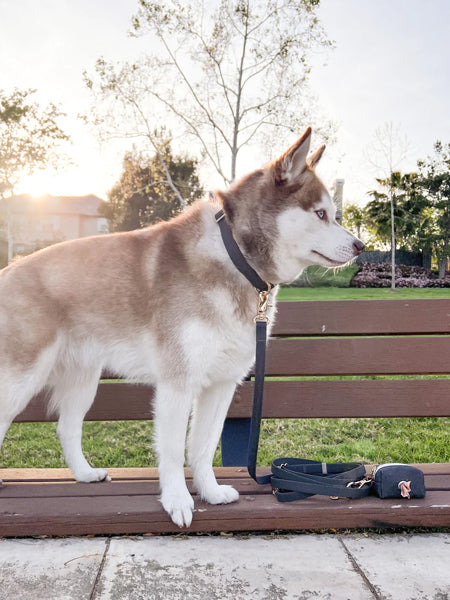 Shop-sunnytails-collier-waterproof-pour-chien-noir