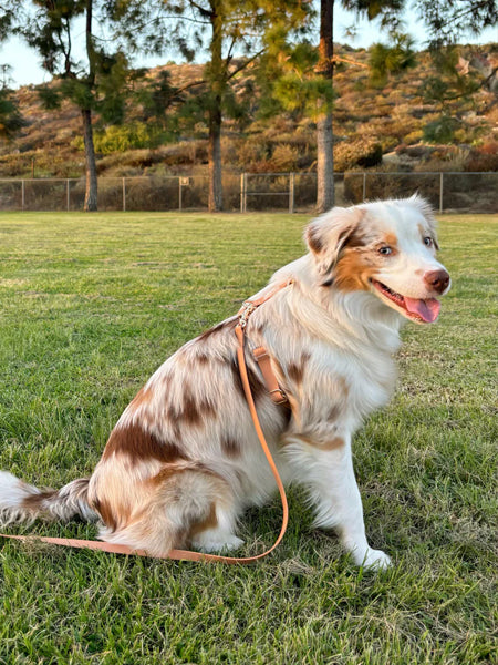 Shop-sunnytails-harnais-waterproof-pour-chien-chai