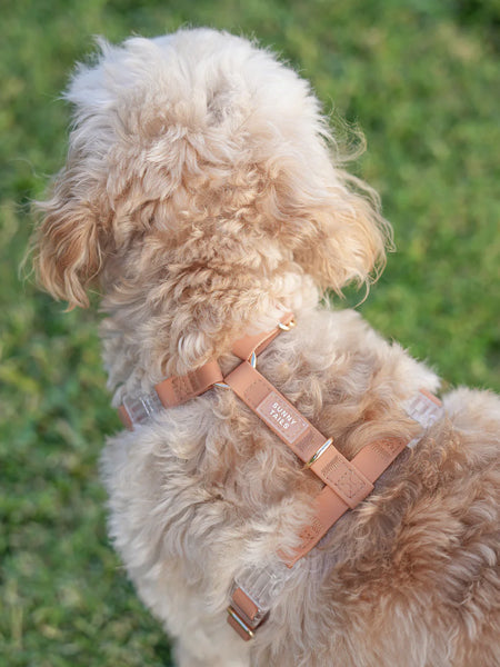 Shop-sunnytails-harnais-waterproof-pour-chien-chai