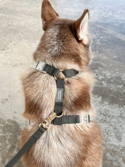 Shop-sunnytails-harnais-waterproof-pour-chien-noir