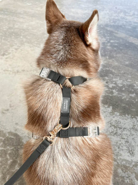 Shop-sunnytails-harnais-waterproof-pour-chien-noir