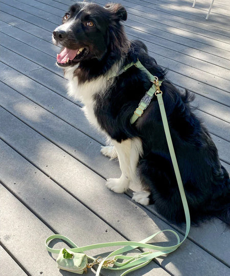 Shop-sunnytails-harnais-waterproof-pour-chien-vert-pastel