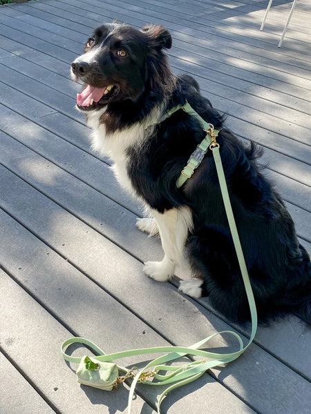 Shop-sunnytails-harnais-waterproof-pour-chien-vert-pastel