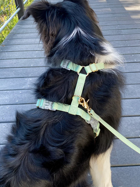 Shop-sunnytails-harnais-waterproof-pour-chien-vert-pastel
