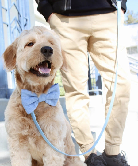 Shop-sunnytails-laisse-4-position-waterproof-pour-chien-bleu-ciel