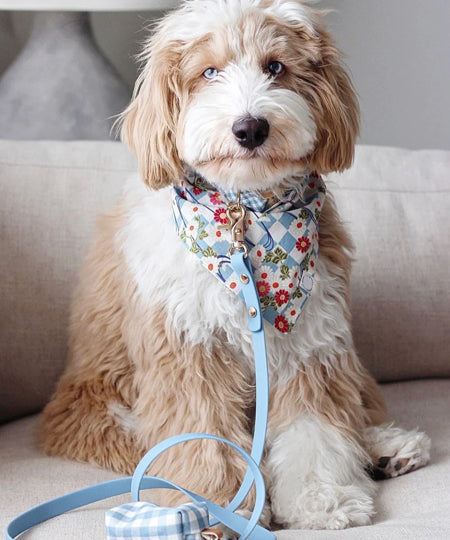 Shop-sunnytails-laisse-waterproof-pour-chien-bleu-ciel