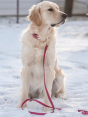Shop-sunnytails-laisse-waterproof-pour-chien-rose-fushia