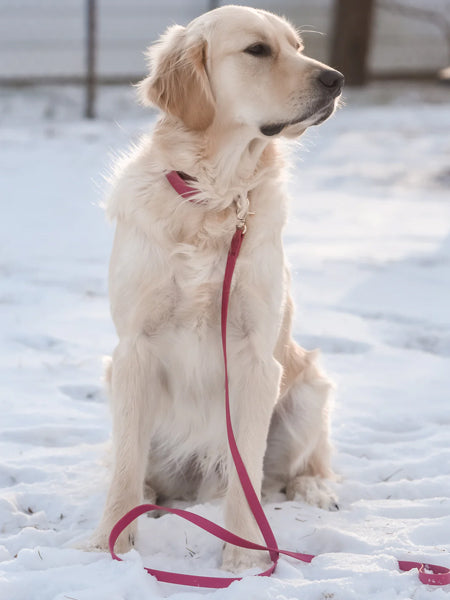 Shop-sunnytails-laisse-waterproof-pour-chien-rose-fushia