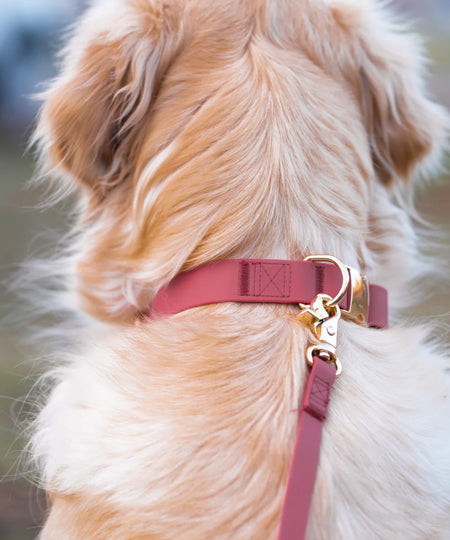 Shop-sunnytails-collier-waterproof-pour-chien-rose-fushia