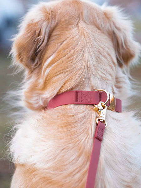 Shop-sunnytails-collier-waterproof-pour-chien-rose-fushia