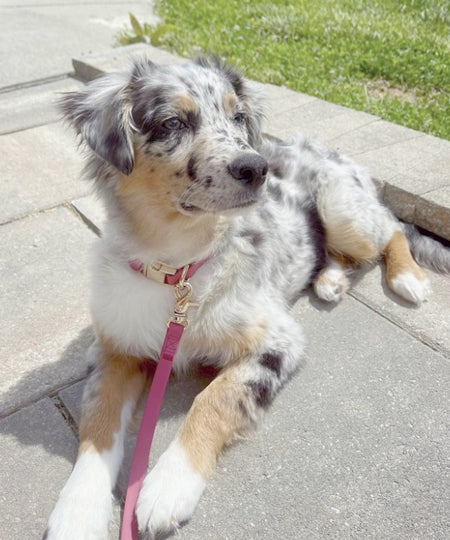 Shop-sunnytails-laisse-waterproof-pour-chien-rose-fushia