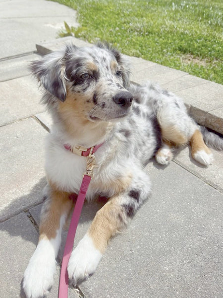 Shop-sunnytails-laisse-waterproof-pour-chien-rose-fushia