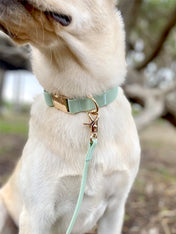 Shop-sunnytails-collier-waterproof-pour-chien-vert-pastel