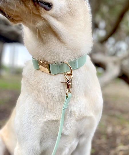 Shop-sunnytails-collier-waterproof-pour-chien-vert-pastel