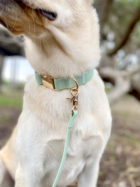 Shop-sunnytails-collier-waterproof-pour-chien-vert-pastel