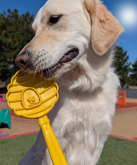 SodaPup-Lick-Stick-Hand-Held-jouetinteractif-pour-chien-chiot-beehive-ruche-jaune