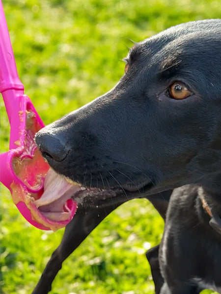 SodaPup-Lick-Stick-Hand-Held-jouetinteractif-pour-chien-chiot-glace-rose