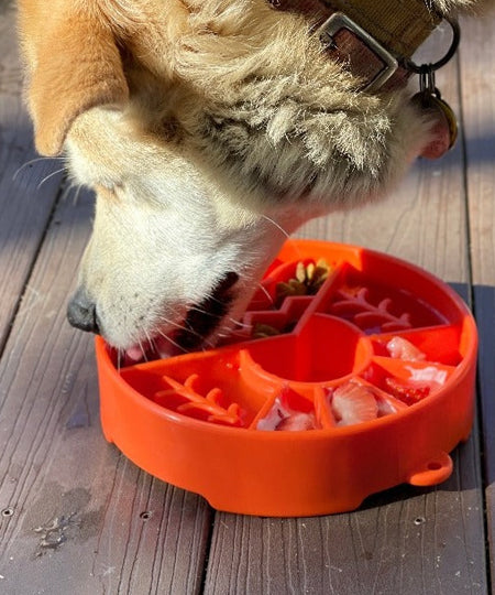 SodaPup-gamelle-interactif-pour-chien-chiot-GREAT-OUTDOORS-EBOWL