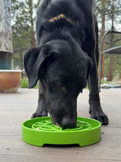 SodaPup-gamelle-interactif-pour-chien-chiot-sunflower-plante-verte