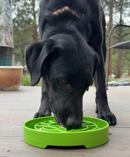 SodaPup-gamelle-interactif-pour-chien-chiot-sunflower-plante-verte